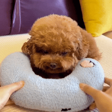 Load image into Gallery viewer, Dotmalls Pet Pillows