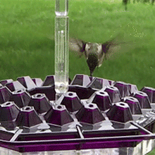 Load image into Gallery viewer, imgainting Sweety Hummingbird Feeder